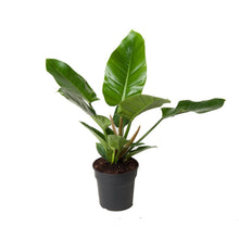 Lade das Bild in den Galerie-Viewer, Philodendron &#39;Imperial Green&#39; - Root Houseplants

