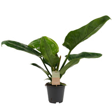 Lade das Bild in den Galerie-Viewer, Philodendron &#39;Imperial Green&#39; - Root Houseplants
