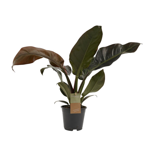 Philodendron 'Imperial Red' - Root Houseplants