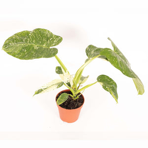 Philodendron Jose Buono - Root Houseplants