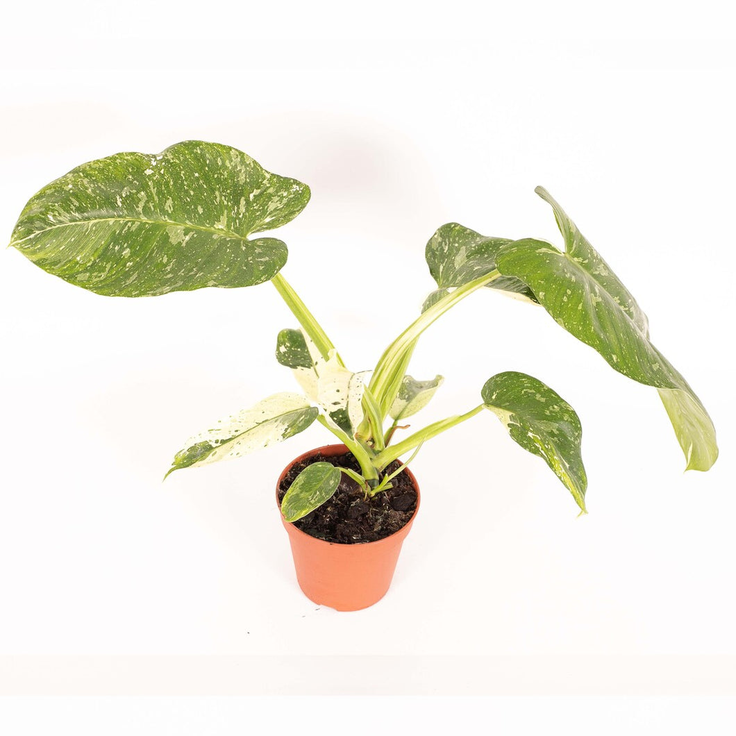 Philodendron Jose Buono - Root Houseplants