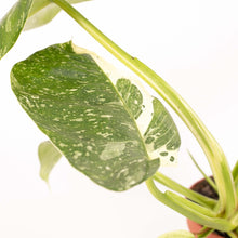 Load image into Gallery viewer, Philodendron Jose Buono - Root Houseplants
