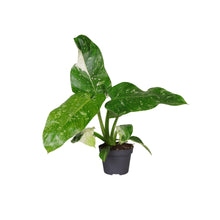 Load image into Gallery viewer, Philodendron Jose Buono - Root Houseplants
