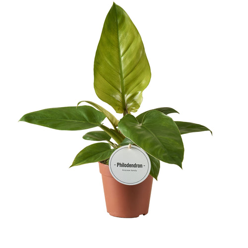 Philodendron 'Jungle Fever' - Root Houseplants