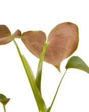 Lade das Bild in den Galerie-Viewer, Philodendron lupinum - Root Houseplants
