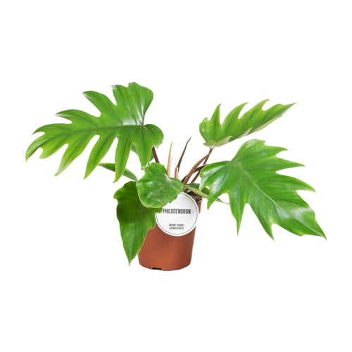 Philodendron mayoi - Root Houseplants