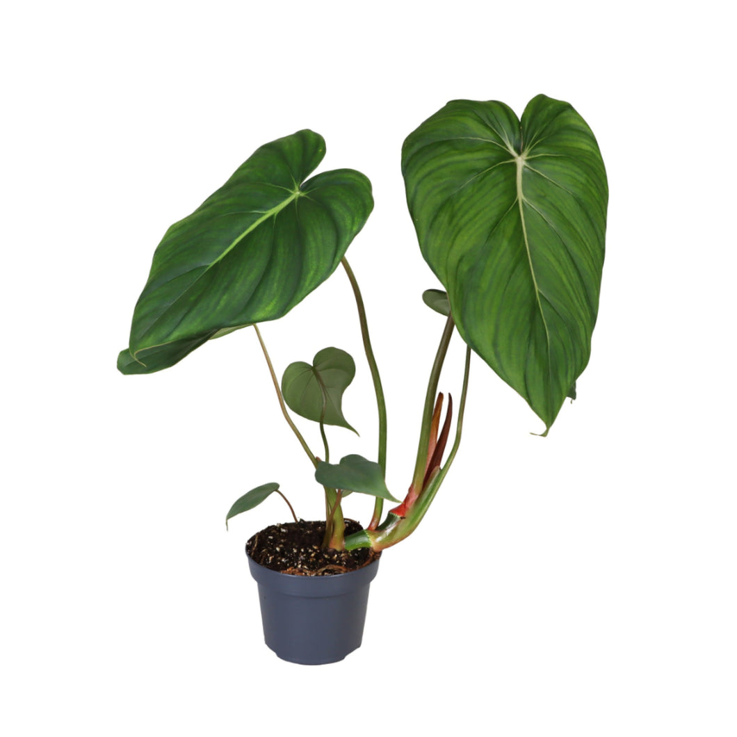 Philodendron Mc Dowell - Root Houseplants