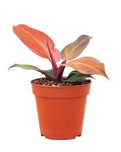 Philodendron McColley's Finale - Root Houseplants