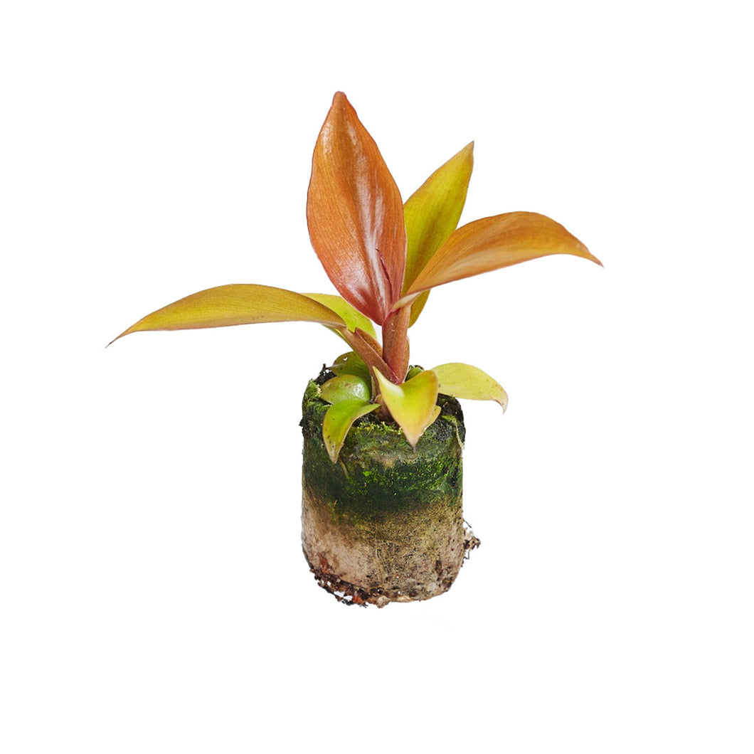 Philodendron McColley's Finale - Root Houseplants
