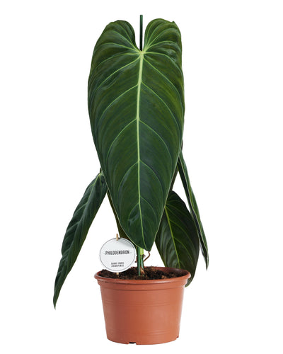 Philodendron melanochrysum - Root Houseplants