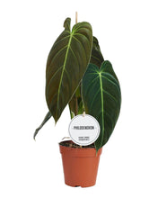 Charger l&#39;image dans la galerie, Philodendron melanochrysum - Root Houseplants
