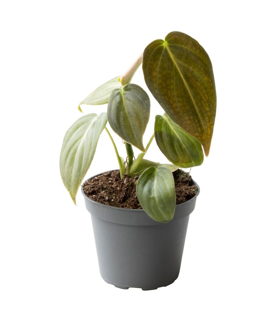 Philodendron melanochrysum - Root Houseplants