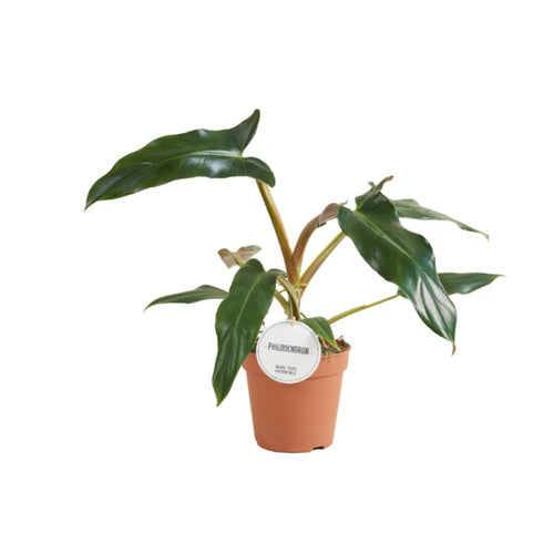 Philodendron Mexicanum - Root Houseplants