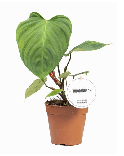 Philodendron Nangaritens - Root Houseplants