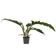 Lade das Bild in den Galerie-Viewer, Philodendron ‘Narrow’ - Root Houseplants
