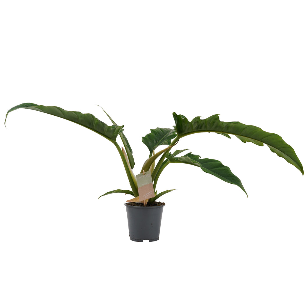 Philodendron ‘Narrow’ - Root Houseplants