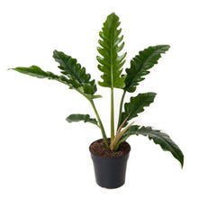 Lade das Bild in den Galerie-Viewer, Philodendron ‘Narrow’ - Root Houseplants
