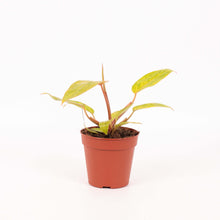 Charger l&#39;image dans la galerie, Philodendron ‘Painted Lady’ - Root Houseplants
