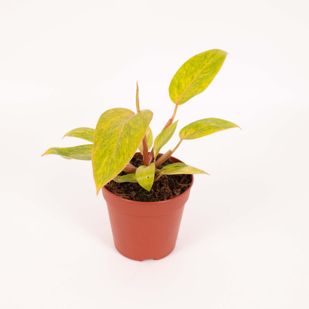 Philodendron ‘Painted Lady’ - Root Houseplants