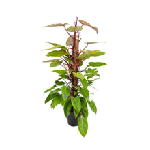 Charger l&#39;image dans la galerie, Philodendron ‘Painted Lady’ - Root Houseplants
