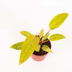 Philodendron ‘Painted Lady’ - Root Houseplants