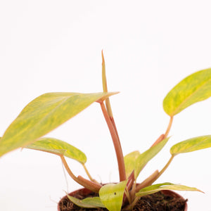 Philodendron ‘Painted Lady’ - Root Houseplants