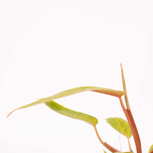 Charger l&#39;image dans la galerie, Philodendron ‘Painted Lady’ - Root Houseplants
