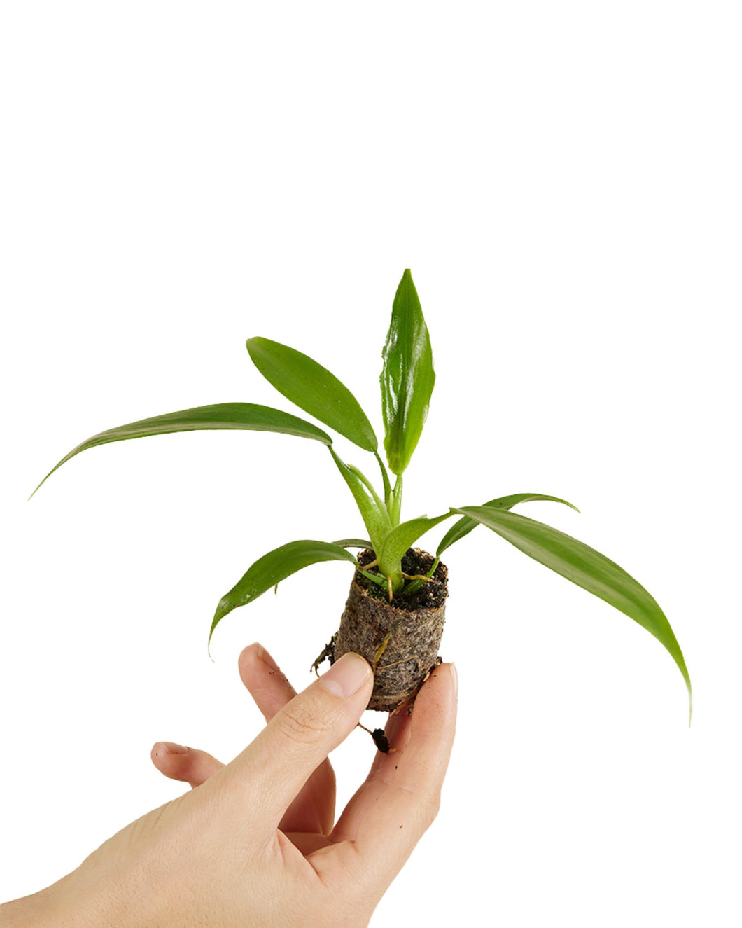 Philodendron panduriforme - Root Houseplants