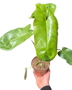 Philodendron 'Paraiso Verde' - Root Houseplants