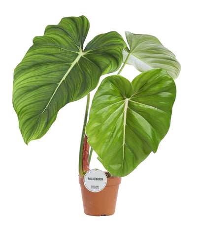 Philodendron pastazanum - Root Houseplants