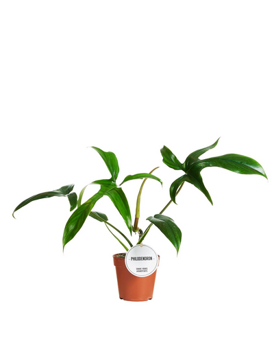 Philodendron pedatum 'Glad Hands' - Root Houseplants