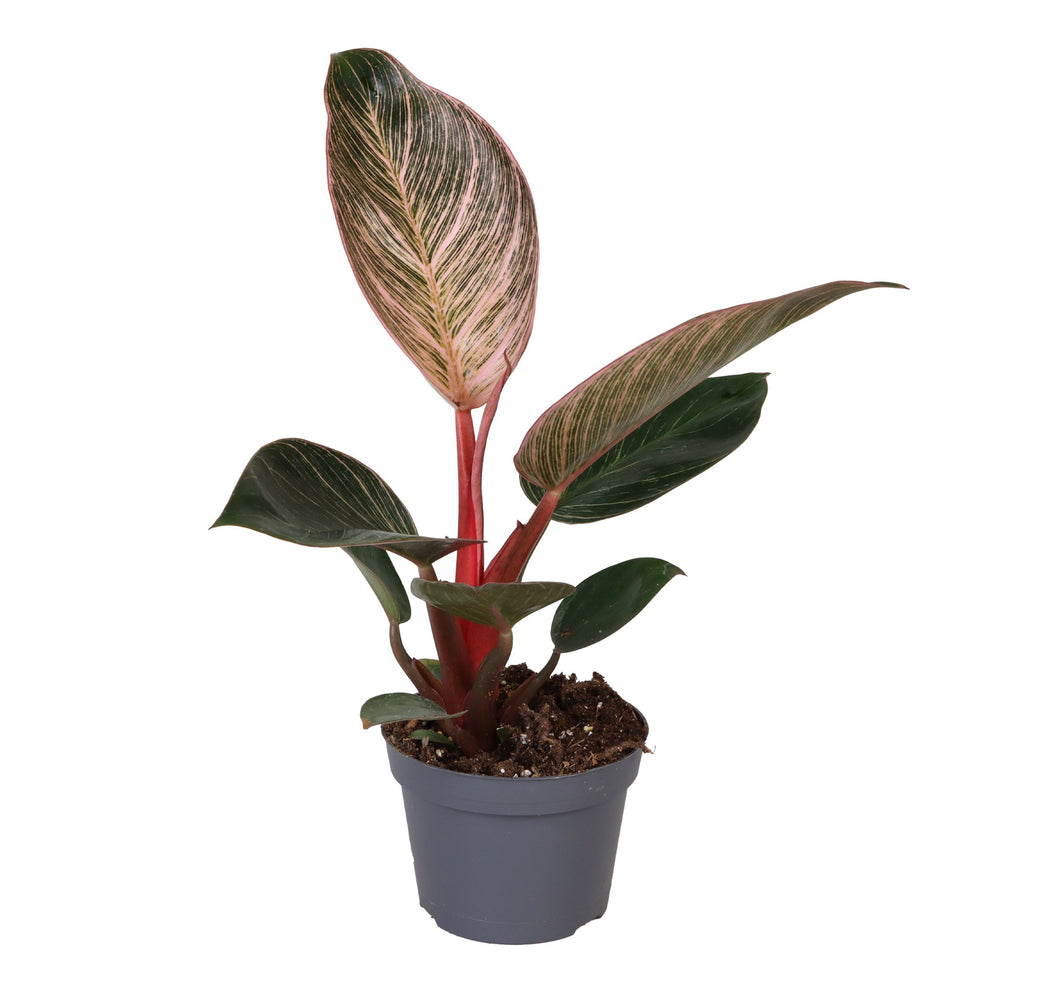 Philodendron 'Pink' Birkin - Root Houseplants