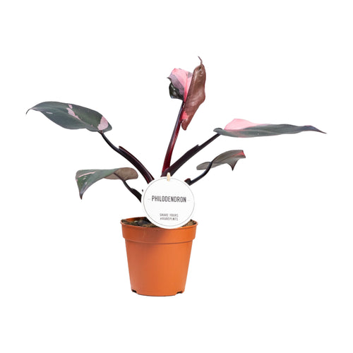 Philodendron 'Pink Princess' - Root Houseplants