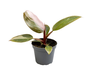 Philodendron 'Pink Princess' - Root Houseplants