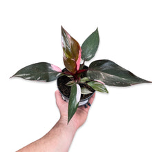 Lade das Bild in den Galerie-Viewer, Philodendron &#39;Pink Princess&#39; - Root Houseplants
