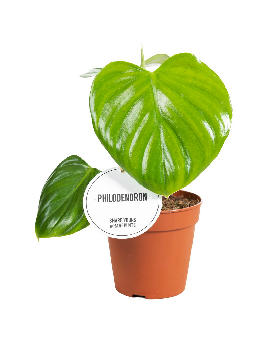 Philodendron Pittieri - Root Houseplants