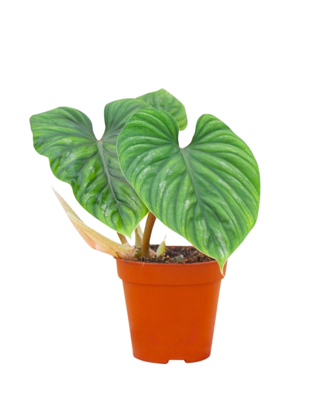 Philodendron plowmanii - Root Houseplants