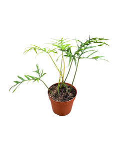 Philodendron polypodioides - Root Houseplants
