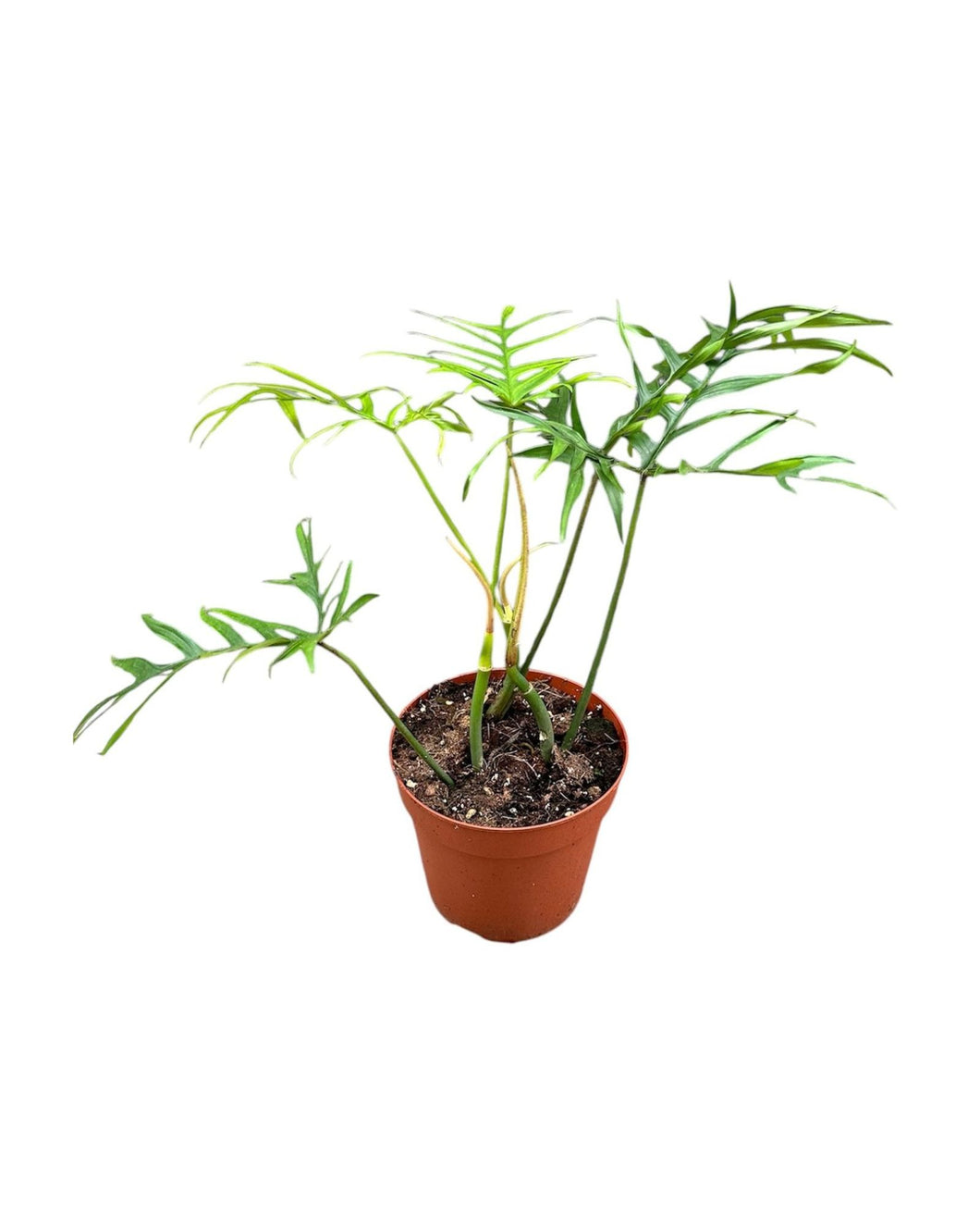 Philodendron polypodioides - Root Houseplants