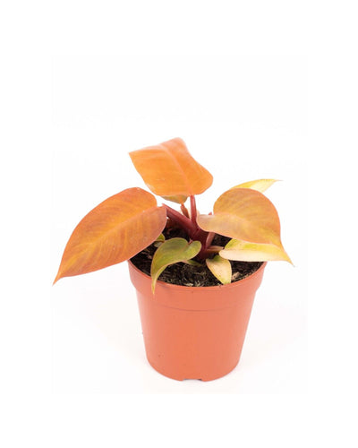 Philodendron 'Prince of Orange' - Root Houseplants