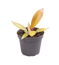 Lade das Bild in den Galerie-Viewer, Philodendron &#39;Prince of Orange&#39; - Root Houseplants
