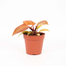 Lade das Bild in den Galerie-Viewer, Philodendron &#39;Prince of Orange&#39; - Root Houseplants
