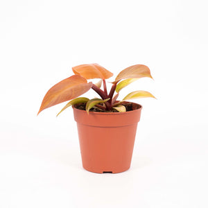 Philodendron 'Prince of Orange' - Root Houseplants