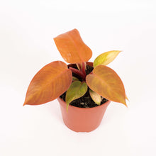 Lade das Bild in den Galerie-Viewer, Philodendron &#39;Prince of Orange&#39; - Root Houseplants
