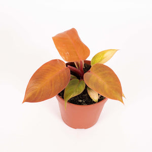 Philodendron 'Prince of Orange' - Root Houseplants