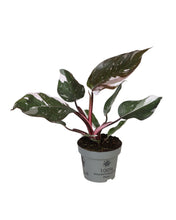 Charger l&#39;image dans la galerie, Philodendron &#39;Red Anderson&#39; - Root Houseplants
