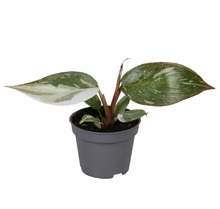 Charger l&#39;image dans la galerie, Philodendron &#39;Red Anderson&#39; - Root Houseplants
