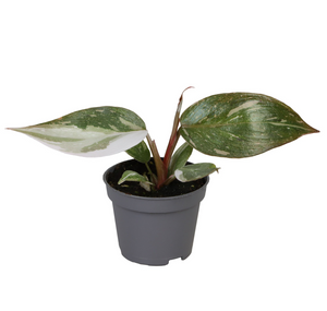 Philodendron 'Red Anderson' - Root Houseplants