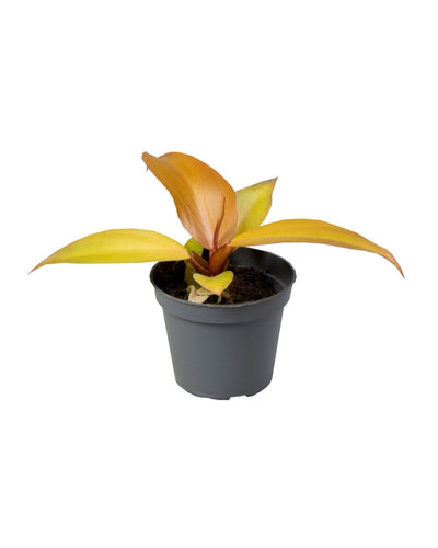Philodendron 'Red Sun' - Root Houseplants