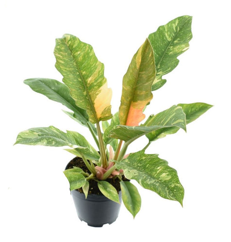 Philodendron ﻿'Ring of Fire' - Root Houseplants